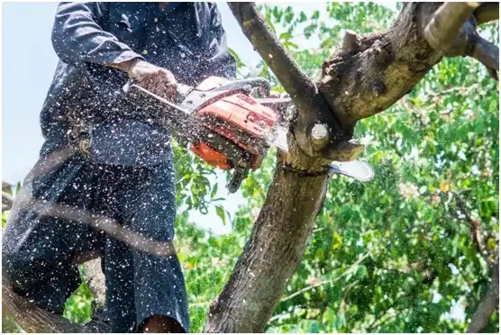 tree services Cherokee